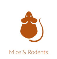 Rodent or Mice Control
